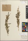 Foto von Salix miyabeana Seemen